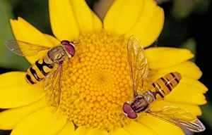 Episyrphus Balteatus Stampe: Hoverflies