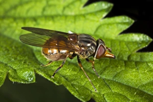 Stampa con cornice : Hoverfly. Apiaria volante sul fogliolo