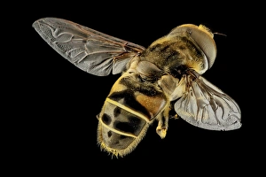 USGS Bee Lab Photos Stampe: Hoverfly C018 / 4692