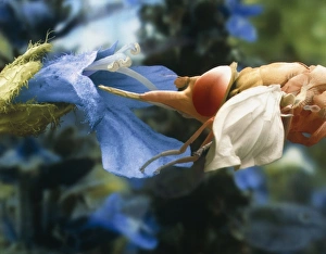Stampe di L'apicoltura del mosca di zaffiro Immagini datate 1999: Feeding del hoverfly, SEM