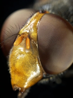 Compound Eyes Insect Stampe: Hoverfly head