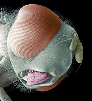 Insect Anatomy SEM Stampe: Hoverfly head, SEM