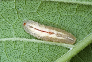 Leaf Dwelling Insects Stampe: Hoverfly larva