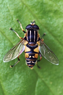 British Wildlife Photoshoots Stampe: Hoverfly on a leaf