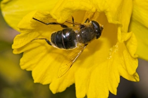 Insect Pollination Process Stampe: Hoverfly pollinating a daffodil C016 / 4697