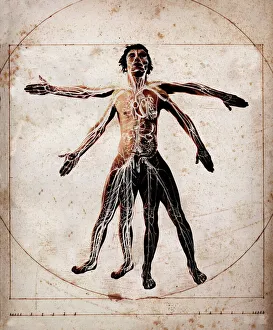 Leonardo Da Vinci Artwork Stampe: Human anatomy