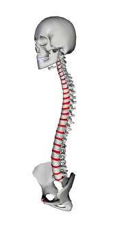 Spinal Column Illustration Stampe: Human backbone, artwork