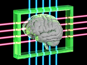 Human Brain Illustration Stampe: Human brain