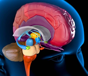 Cerebral Cortex Illustration Stampe: Human brain, artwork