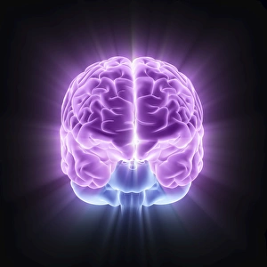 Human Brain Anatomy Stampe: Human brain, computer artwork