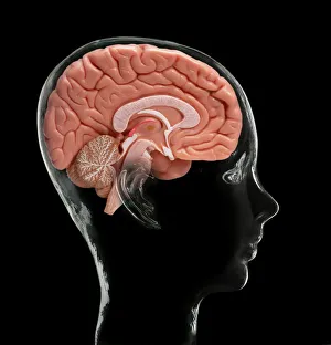 Cerebral Cortex Structure Stampe: Human brain, model