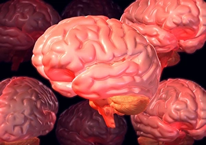 Cerebrum Structure Stampe: Human brains, computer artwork