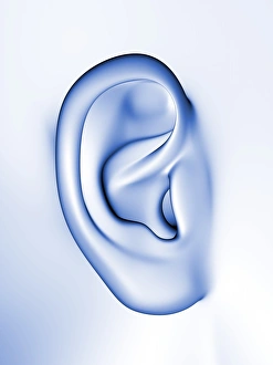 Human Ear Anatomy Stampe: Human ear