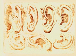 Stampe di Orecchie umane Immagini datate 2012 aprile: Orecchie umane.