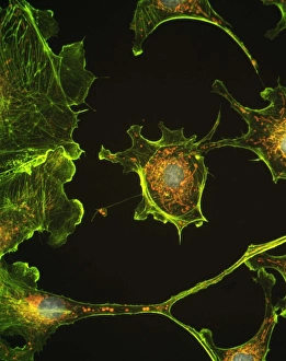 Mitochondria Energy Production Stampe: Human epithelial cells