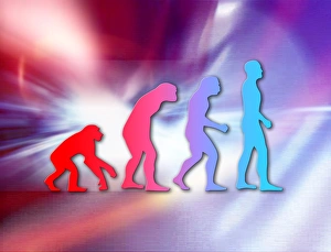 Human Evolution Stages Stampe: Human evolution