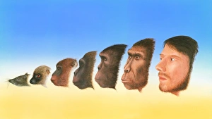 Human Evolution Timeline Stampe: Human evolution, artwork