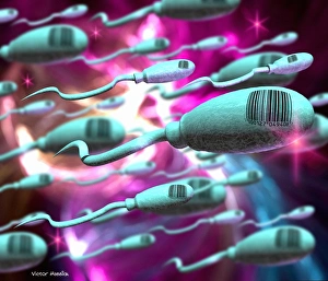 Stampe di L'ingegneria genetica umana. Artefatto computerizzato rappresentante l'ingegneria genetica degli esseri umani. Si vedono cellule spermatiche etichettate con codici a barre Immagini datate 2001 luglio: Ingegneria genetica umana.
