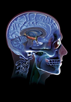 Human Skull Anatomy Stampe: Human head, artwork