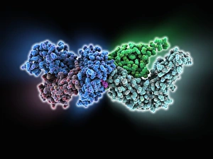White Blood Cell Function Stampe: Human immune response molecule complex