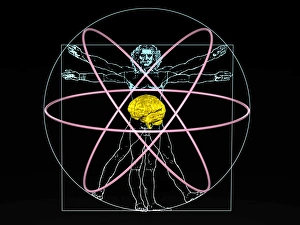 Human Brain Anatomy Stampe: Human intelligence