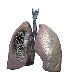 Respiratory System Artwork Stampe: Human lungs