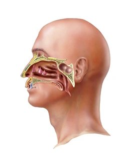 Sistema odontalgico umano, arte
