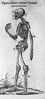 Human Skeleton Stampe: Human skeleton, lateral view