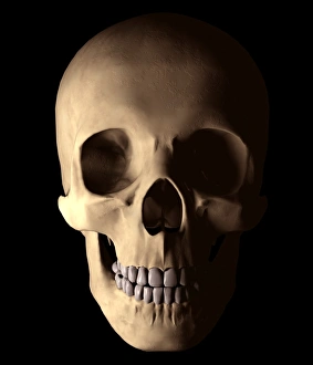 Human Skull Anatomy Stampe: Human skull