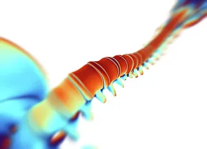 Human Spine Anatomy Stampe: Human spine, computer artwork