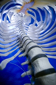 Vertebral Column Anatomy Stampe: Human spine model