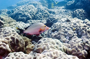 Hard Coral Species Stampe: Humpback snapper