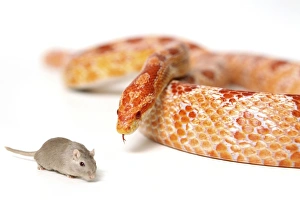Stampe di Un serpente affamato che guarda una topolino predatore e preda Immagini datate 2012 novembre: La serpente affamata guarda il topolino