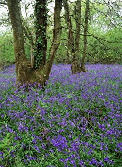 British Wildflowers In Bloom Stampe: Hyacinthoides nonscriptus