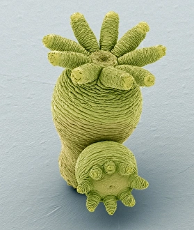 Coloured Scanning Electron Micrographs Stampe: Hydra budding, SEM