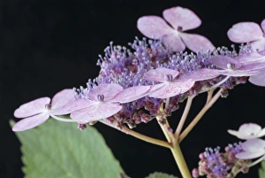 Blue Hydrangea Stampe: Hydrangea