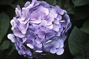 Hydrangeas In Bloom Stampe: Hydrangea flower head