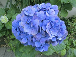 Hydrangeas In Bloom Stampe: Hydrangea flowerhead