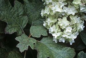 Fall Foliage Photos Stampe: Hydrangea Grandiflora