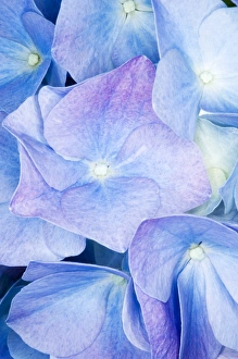 Hydrangea Macrophylla Stampe: Hydrangea (Hydrangea macrophylla)