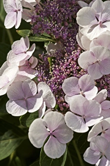 Hydrangea Macrophylla Stampe: Hydrangea macrophylla Teller Blanc