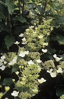 Pink Hydrangea Flowers Stampe: Hydrangea Unique
