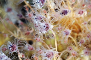 Deep Sea Creatures Images Stampe: Hydrozoa