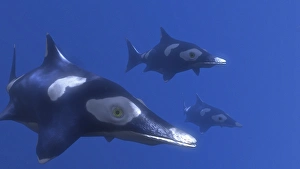 Prehistoric Sea Creature Stampe: Ichthyosaurus