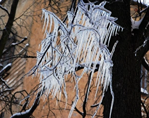 Frozen Tree Branches Stampe: Icicles on a tree