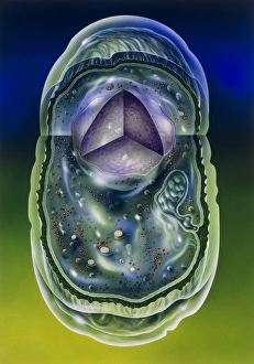 Stampe di Illustrazione di taglio della struttura interna di una cellula batterica tipica Immagini datate 1991: Immagine delle strutture di un batterio tipico