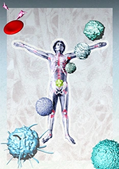 Skeletal System Anatomy Stampe: Immune system components