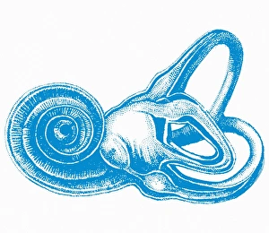Inner Ear Anatomy Stampe: Inner ear