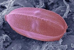 Coloured SEM Images Stampe: Insect egg, SEM