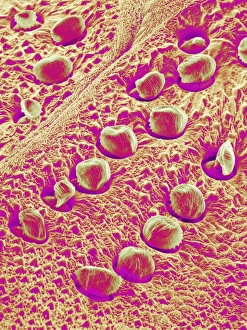Scanning Electron Micrograph Insects Stampe: Insect exoskeleton, SEM
